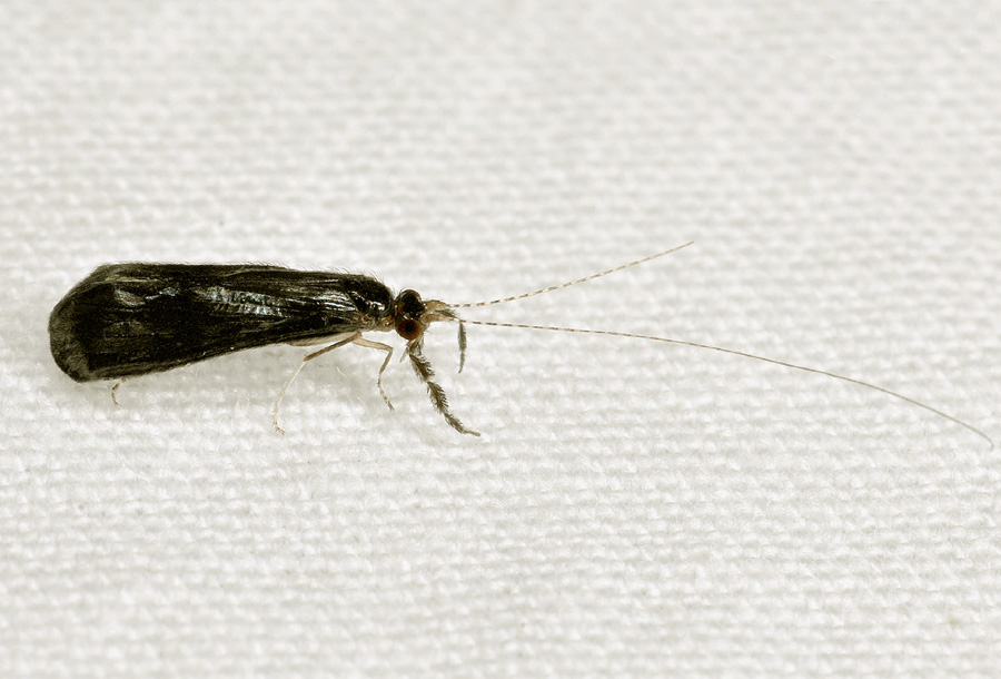 Leptoceridae:  Mystacides sp.